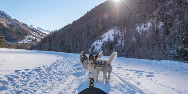Chien De Traineau2ad04 Foehn Photographie