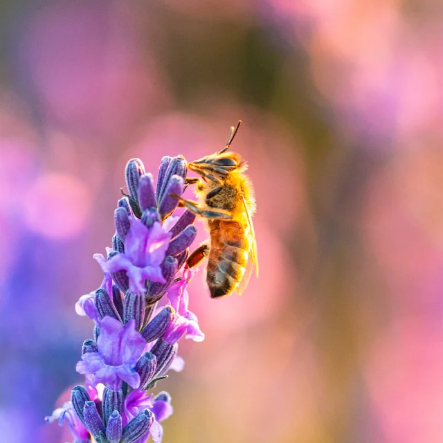 Lavande Abeille Et Brinad 04 Philippe Murtas
