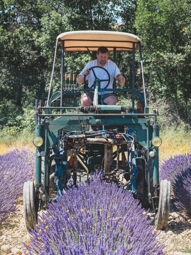 Cultura della lavanda Plateau De Valensole