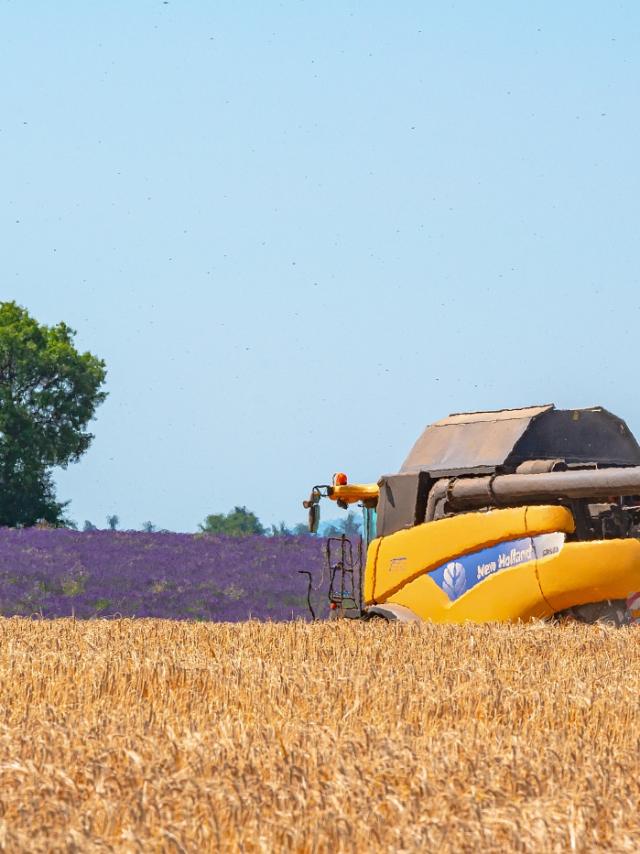 Raccolta della lavanda Plateau De Valensole
