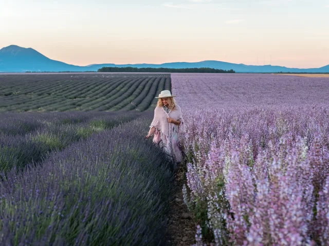 Lavanda Plateau De Valensole