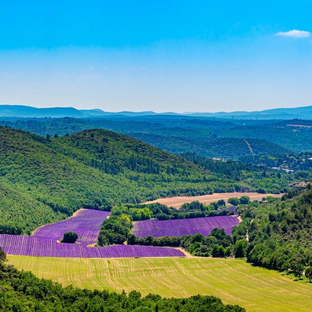 Lavanda Plateau De Valensole Giallo e Viola