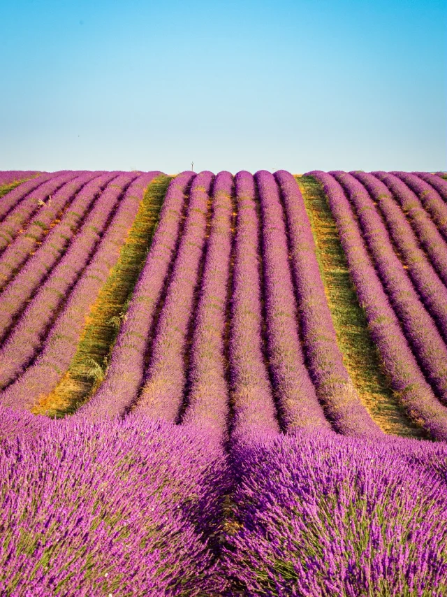 Lavanda Plateau De Valensole Vedere annuncio 04 Philippe Murtas