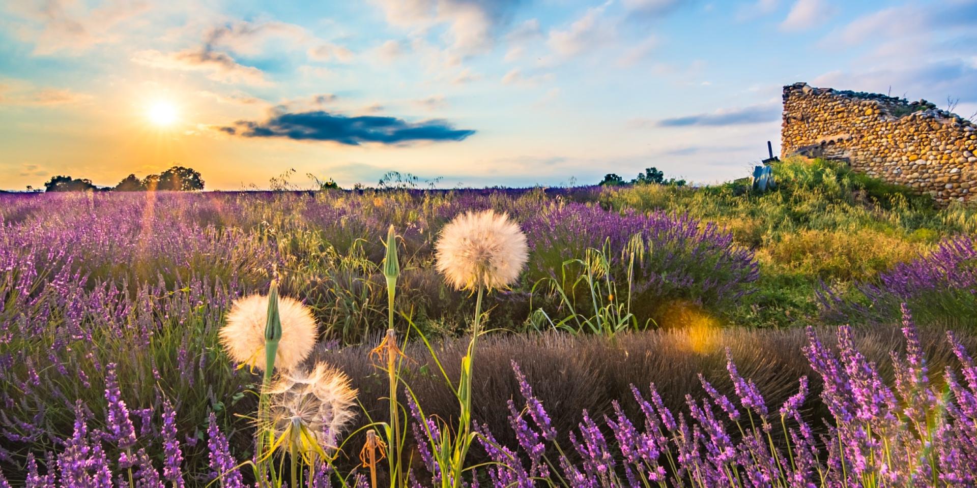 Lavanda Plateau De Valensolead04 Philippe Murtas