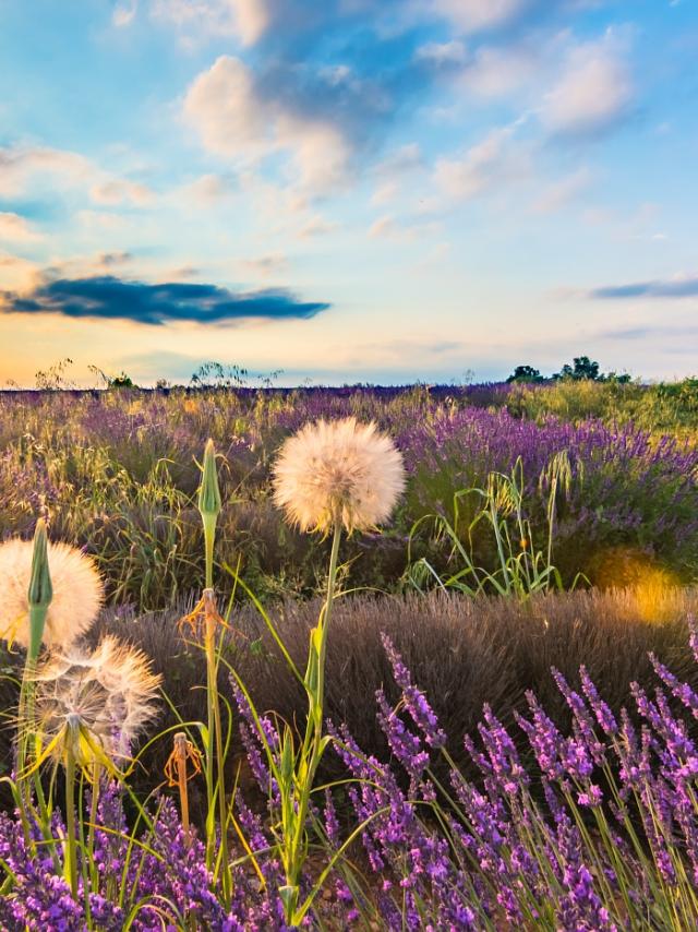 Lavande Plateau De Valensolead04 Philippe Murtas