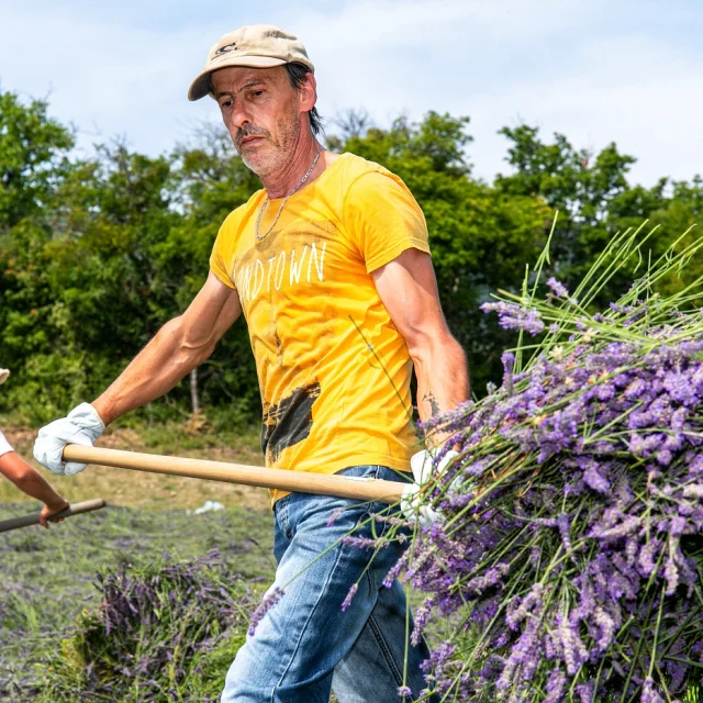 Produttore di lavanda plateau de valensole