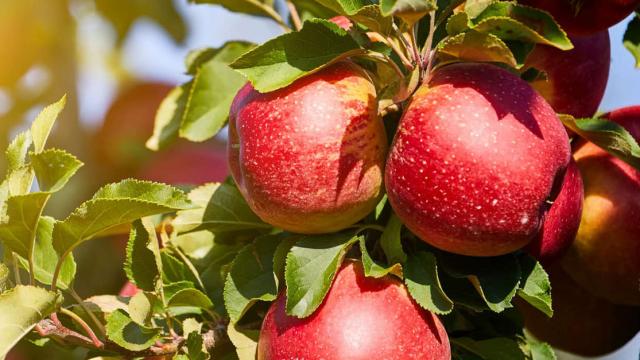 Pommes Patrick Mantrand Entrevaux