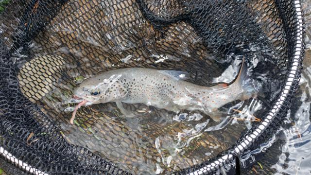 Truite Fario Des Alpes De Haute Provence Min