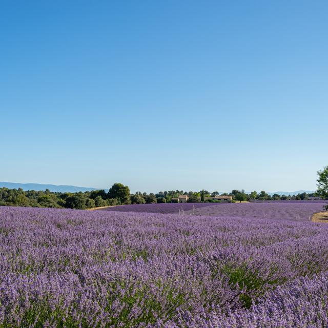Champs de lavande Saint-Jurs