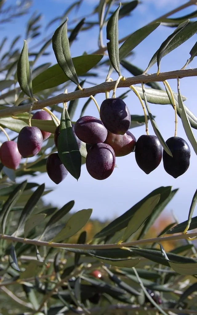 Olives 287687 1280