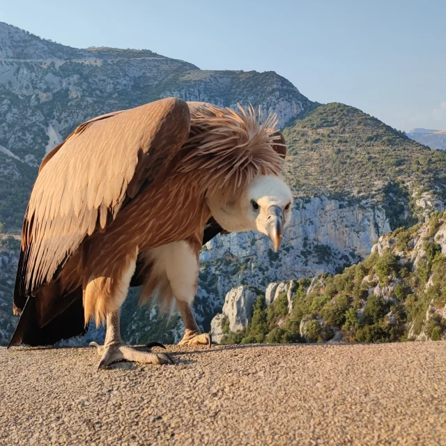 082023 Fayet R.loschiavo 4