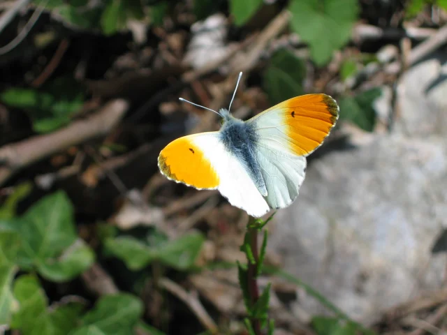 Arobert Aurore De Provence Valx2