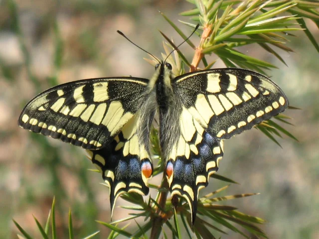 Arobert Machaon Roumoules Section 12a 3