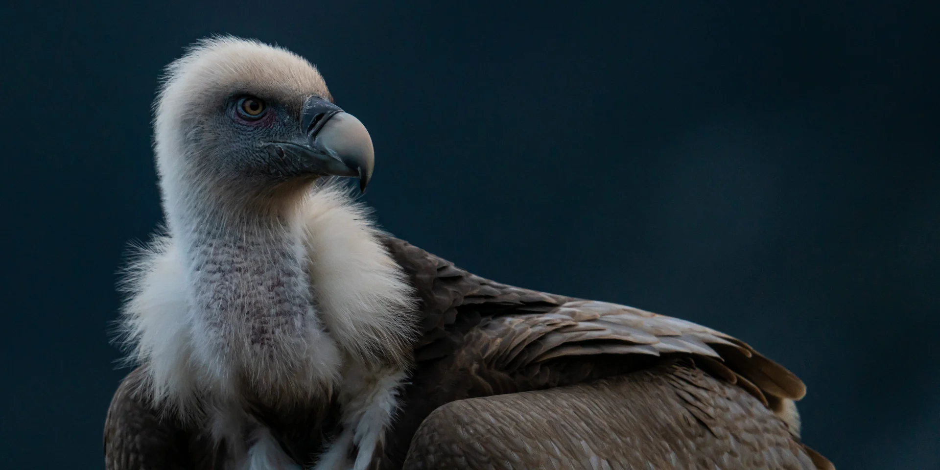 Vautour Fauve Aaue 1